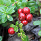 Heirloom Organic Cranberry Bush Seeds aka Cranberries Tree seeds, Cranberry Shrub Seeds