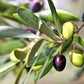 Heirloom Organic Olive Tree Seeds Great as indoor office plant or beautifying your yard or grow your own olives or make your own olive oil!