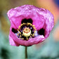 Hungarian Blue Breadseed poppy Seeds Aka Papaver somniferum L. , bulk poppy seeds , Antique Poppies, Heirloom and Organic