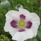 Heirloom Organic Tasmanian Alks White Poppy Seeds