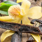Heirloom Organic Vanilla VineVanilla  planifolia Seeds  !Vanilla bean Orchid seeds spices and herbs on site!
