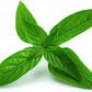 Heirloom Lime Basil Plant Seeds Ocimum Basilicum herb Flower Seeds